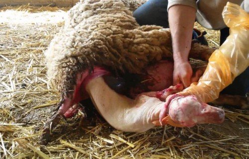 Окіт овець: вагітність, пологи, ягнение, скільки разів в рік