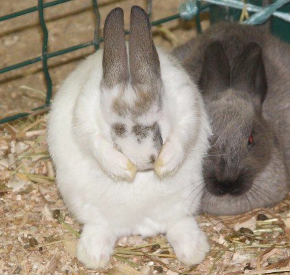 Кролик чхає: причини, що робити, як лікувати