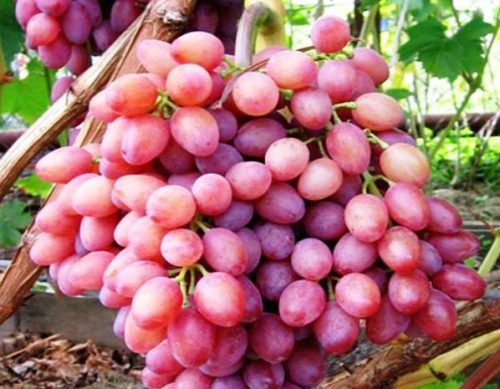 Виноград кишмиш рожевий: опис сорту, посадка, догляд