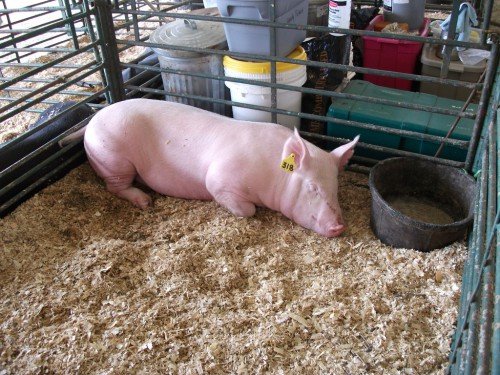 Стимулятори росту для свиней: добавки і премікси