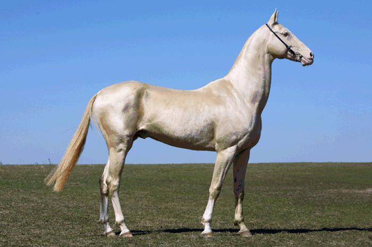 Характеристика і опис ахалтекінської кінь