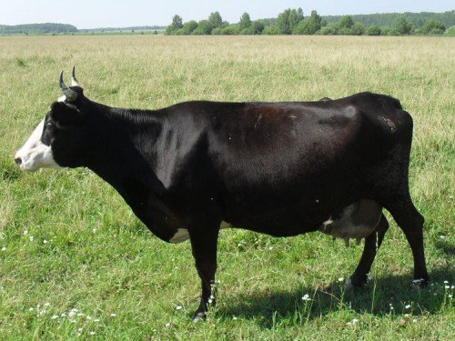 Молочні породи корів: характеристики, види, як вибрати