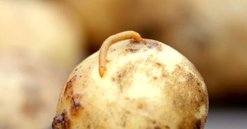Як боротися з дротяником картоплі: захист під час посадки