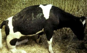 Хвороби корів після отелення: симптоми і лікування