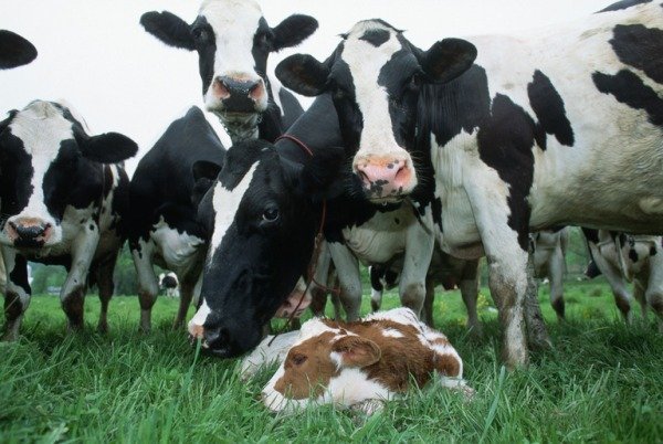 Скільки корова виношує теляти   календар вагітності