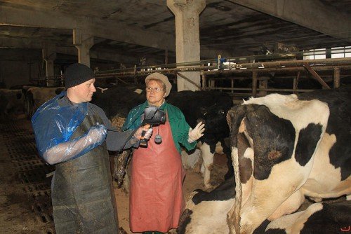 Хвороби корів після отелення: післяпологовий парез, затримання посліду