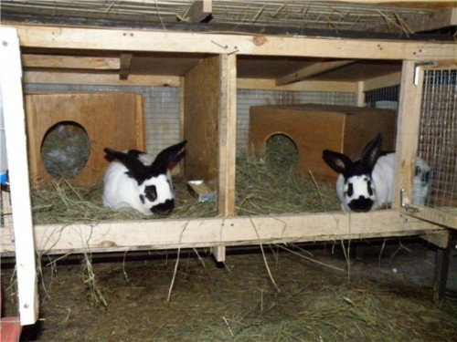 Клітка для кроликів: види, для молодника, які для відгодівлі