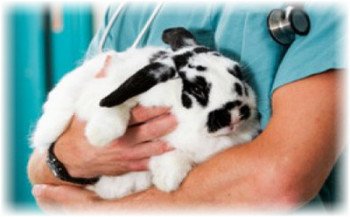 Кастрація кроликів: особливості проведення процедури.