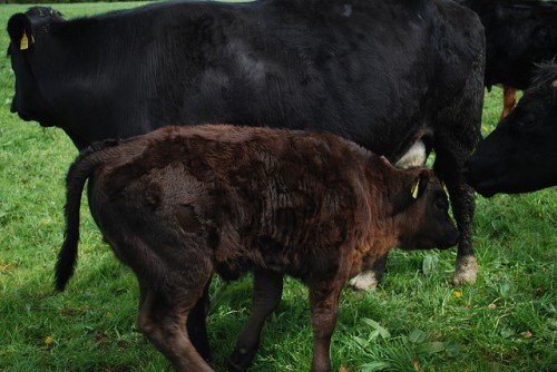 Абердін ангуська порода корів і биків: фото, опис