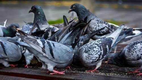 Вертячка у голубів: лікування хвороби, чим небезпечна
