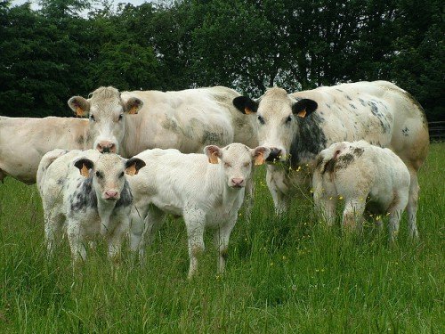Бельгійська блакитна порода корів і биків: фото, огляд