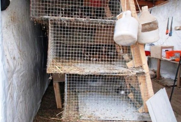 Як збудувати клітки для кроликів Золотухіна по кресленню