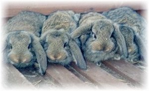 Кролики породи баран: різновиди та характерні особливості