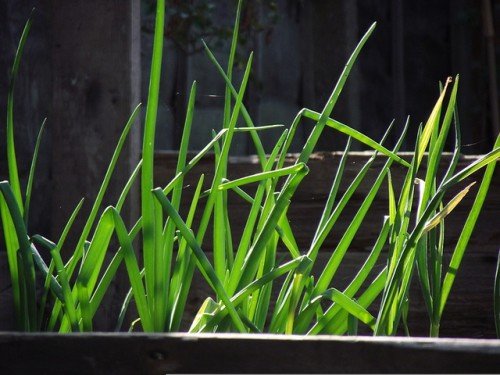 Цибуля на зелень з насіння: вирощування, як садити, сорти