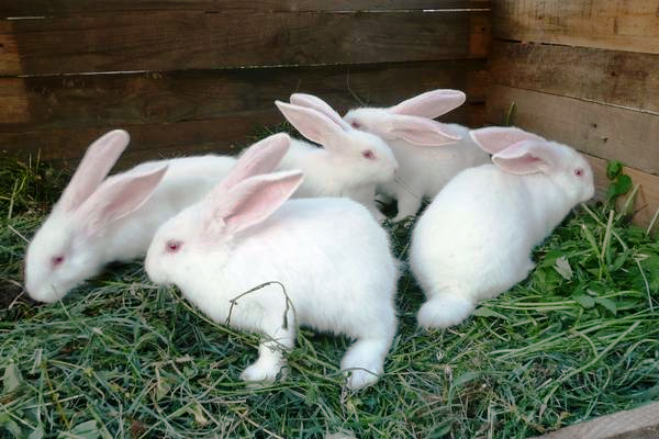 Порода кролів Білий велетень: опис і переваги