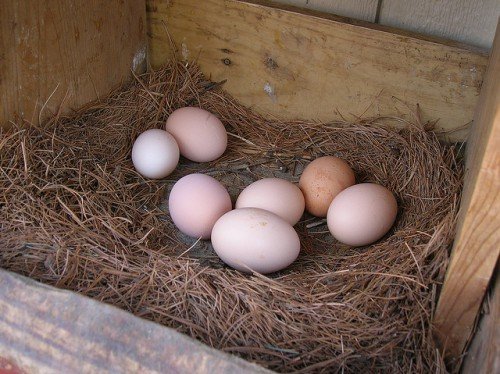 Чому кури не несуть яйця: причина, що робити
