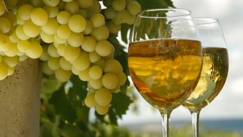 Опис технічних сортів винограду: Ізабелла, Каберне