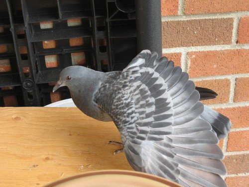 Як позбутися від голубів на балконі: поради