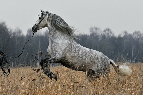 Андалузька кінь: опис породи, історія з фото