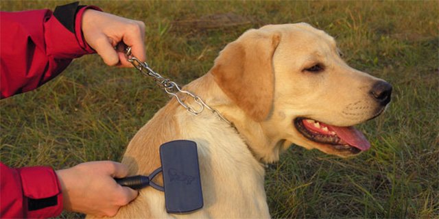Як захистити собаку від кліщів – найкращі засоби захисту