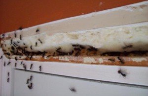 Ультразвуковий відлякувач мурах: огляд популярних моделей і ефективність