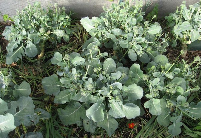 Вирощування брокколі: правила та агротехніка