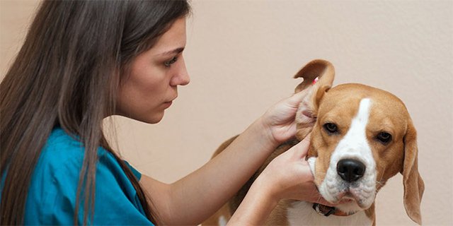 Вушний кліщ у собак: фото, симптоми, лікування
