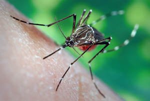 Як позбутися свербіння від укусу комарів: найбільш ефективні способи