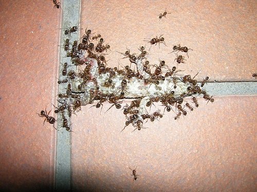 Як вивести мурах з квартири. Засіб від мурашок в квартирі