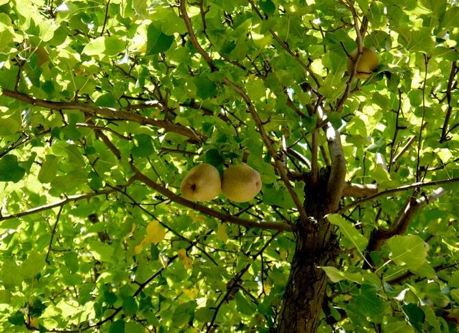 Груша звичайна. Плодові дерева. Фото, опис крони і плоду груші