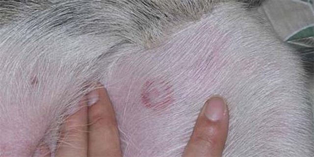 Кліщовий бореліоз, або хвороба Лайма у собак – симптоми і ознаки, лікування