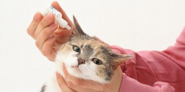 Вушний кліщ у кішок: фото, симптоми, лікування в домашніх умовах