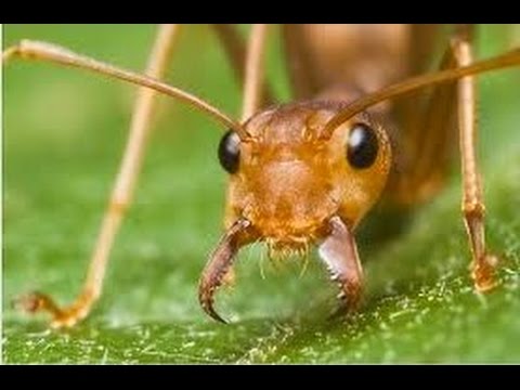 Раптор від мурах: гель та гранули, огляд коштів
