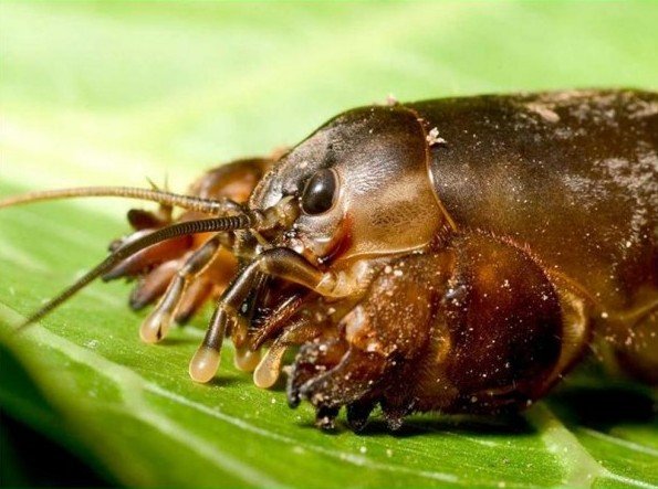 Як виглядає капустянка і її личинка: фото та опис