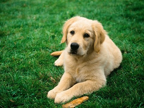 Що робити, якщо собака вкусив кліщ: ознаки і симптоми укусу. Як витягнути кліща у собаки