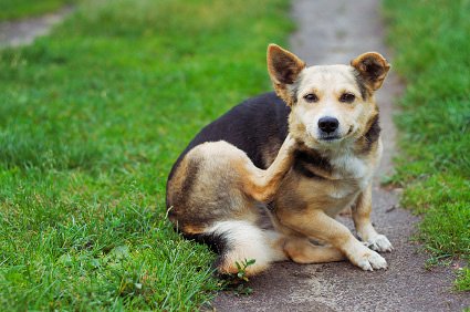 Як вивести бліх у собак та цуценят: нашийники, шампуні, краплі