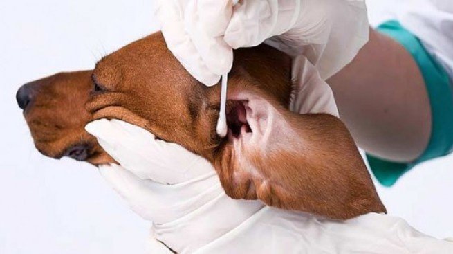 Вушний кліщ у собак: симптоми і лікування