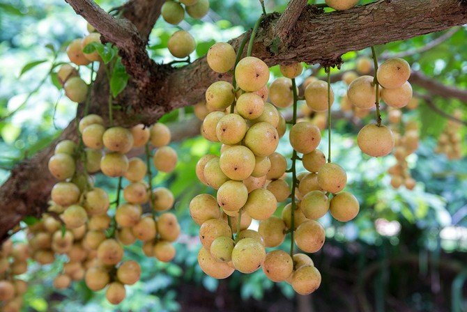 Бірманська виноград: вічнозелене плодове дерево і екзотичний фрукт