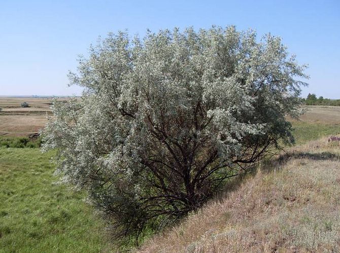 Дерево лох вузьколистий. Фото, посадка й догляд, плоди. Дерево російська олива