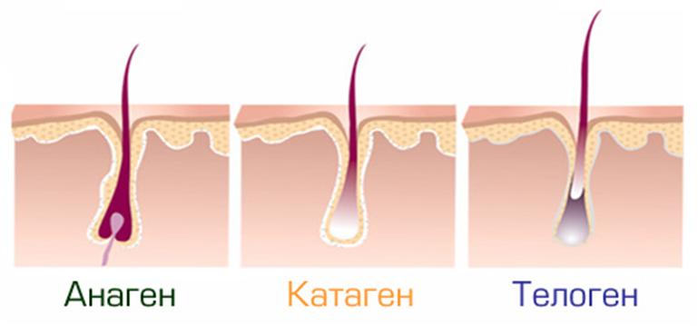 Телогеновая алопеція пушкового волосся і не тільки: процес неминучий восстанновления