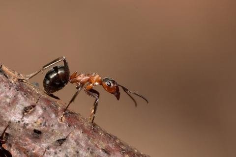 Руді мурашки. Як позбутися від домашніх рудих мурашок