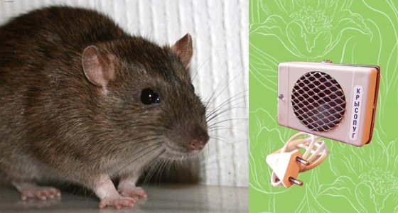 Ультразвук від щурів: огляд моделей утразвуковых відлякувачів та їх ефективність, відгуки і де купити