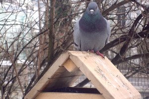 Як позбавиться від голубів на балконі? Створюємо несприятливі умови для пернатих гостей