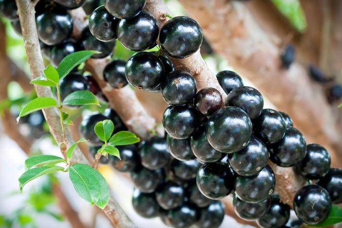 Бірманська виноград: вічнозелене плодове дерево і екзотичний фрукт