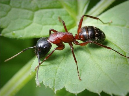 Як вивести мурах з городу: як позбутися, боротьба і знищення. Засіб від мурашок на городі