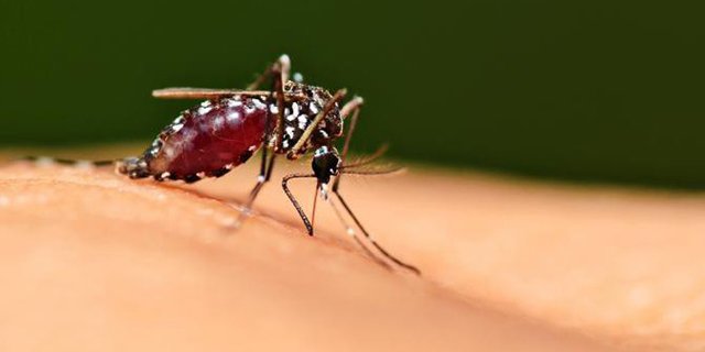 Скільки живуть комарі і тривалість їх життя після укусу   життєвий цикл комара