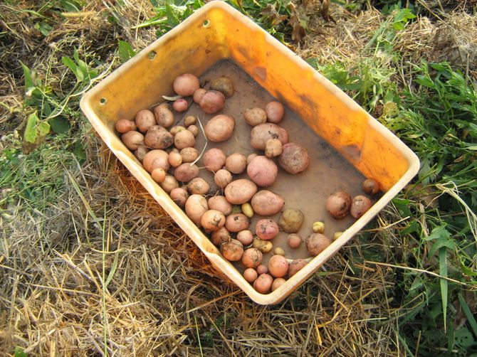 Вирощування картоплі під соломою або мульчею