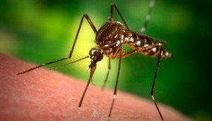 Сильно опух укус комара: що робити з набряком, лікування