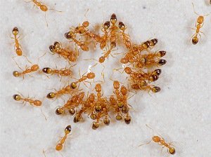 Червоні мурахи в будинку будинку. Чим і як з ними боротися?