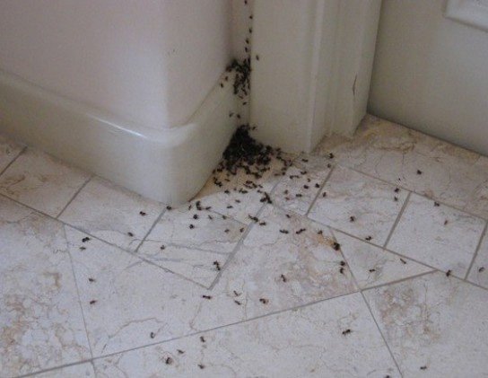 Як вивести мурах з квартири. Засіб від мурашок в квартирі